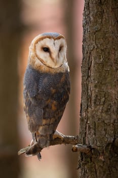 Barn owl, tyto alba, sitting on a branch in forest and turning around. Vertical composition of wild animal perched on a twig near tree trunk. Bird of prey with white face.