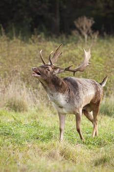 Fallow deer, dama dama, walking on grassland in autumn in vertical shot. Spotted buck roaring on field in fall. Brown stag bellowing on pasture from side.