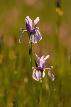 Blossoming siberian iris, iris sibirica, flower heads backlit on a meadow in nature. Vertical composition of a siberian flag blooming among grass illuminated by evening sun from behind.