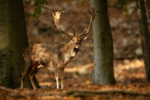 Fallow deer, dama dama, standing in autumn forest illuminated by the sun. Male mammal with big antlers watching around in fall season with copy space.