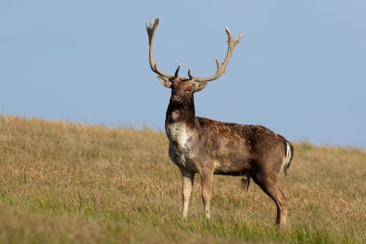 Fallow deer, dama dama, standing on grassland in autumn with blue sky. Male mammal looking on field in fall. Spotted stag watching on meadow from side.