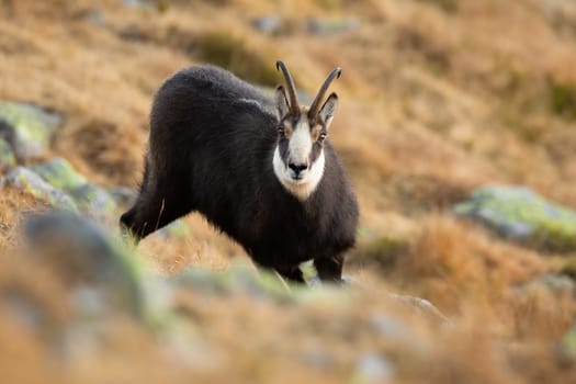Tatra chamois, rupicapra rupicapra tatrica, looking to the camera on mountains in autumn. Brown mammal with horns watching on rocks. Wild goat staring on stones.