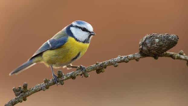 Eurasian blue tit, cyanistes caeruleus, sitting on bough in autumn environment. Colorful bird resting on tree in fall. Blue and yellow animal looking on branch in forest.