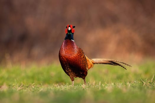 Common pheasant, phasianus colchicus, walking on grassland in autumn nature. Cock approaching on field in fall. ring-neckced bird looking on meadow in envorinment.