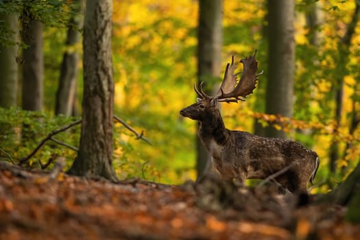 Fallow deer, dama dama, stag standing among colorful leaves in autumn forest. Male mammal with large antlers and spotted fur looking aside with yellow and orange background.