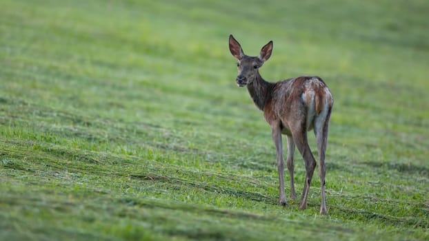 Red deer, cervus elaphus, female looking over the shoulder on grassland. Brown hind observing on cut grass in summer. Wild mammal watching back on meadow.