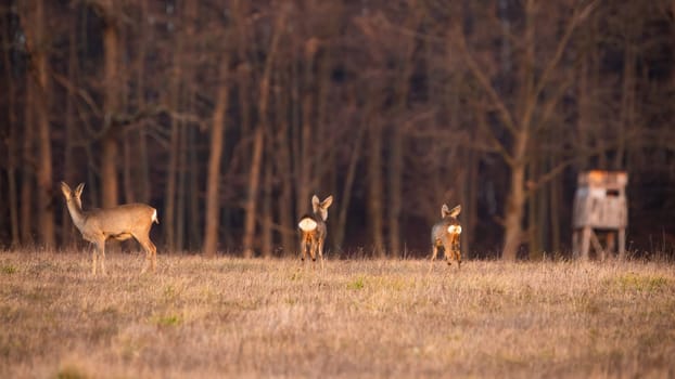 Group of roe deer, capreolus capreolus, looking away next to hunting stand. Three female mammals standing on dry field from back. Many brown animals observing on grass.