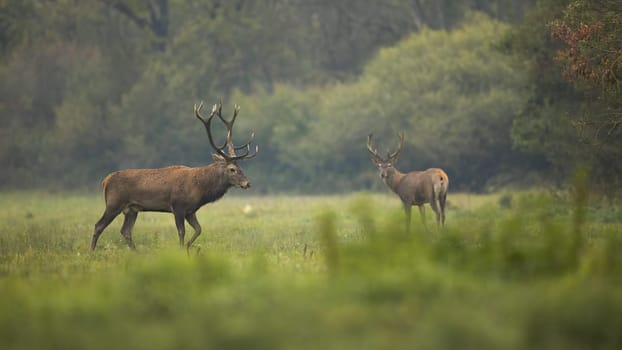 Two red deer, cervus elaphus, walking on meadow in autumn environment. Pair of male mammals moving on grass in fall. Stag observing on pasture in green nature.