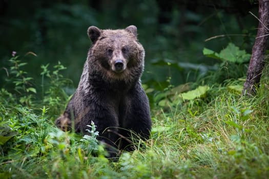 Alert brown bear, ursus arctos, looking in green thicket in autumn. Wild predator standing in forest in fall evening. Large animal watching to the camera in wilderness.