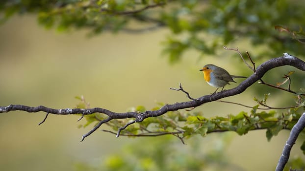 European robin, erithacus rubecula, sitting on branch in forest in summer. Color bird looking on tree in woodland with space for text. Little animal with wings resting on bough.