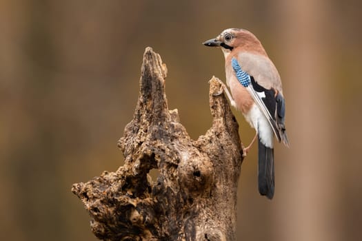 Eurasian jay, garrulus glandarius, sitting on old tree in autumn nature form side. Brown bird resting on wood in fall. Feathered animal climbing on stump.