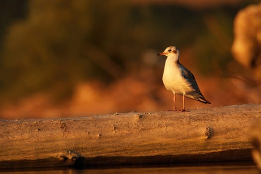 Black-headed gull, chroicocephalus ridibundus, sitting on fallen tree in autumn. White aquatic bird looking on wood. Feathered animal watching in forest in sunlit.