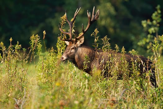Red deer, cervus elaphus, walking in lush vegetation in autumn nature. Wild stag moving in long bush in fall. Brown male mammal going on green glade in wilderness.