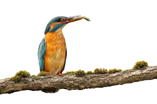 Common kingfisher, alcedo atthis, holding fish in beak cut out on blank. Colorful bird sitting on wood isolated on white background. exotic feathered animale eating prey on branch.