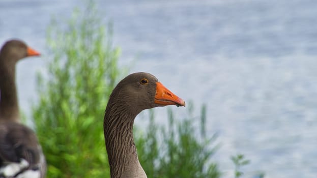 Wild geese at the river in the portrait. Rest of birds to take food and rest. Animal photo in the landscape