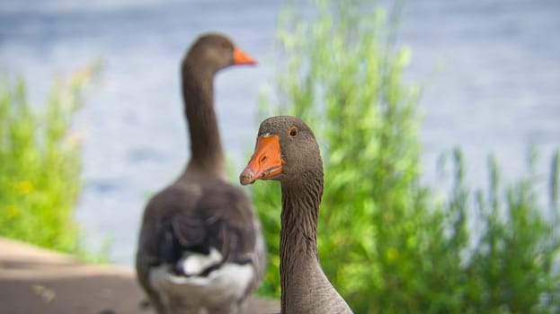 Wild geese at the river in the portrait. Rest of birds to take food and rest. Animal photo in the landscape