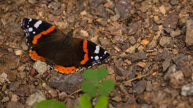Admiral butterfly on the forest floor. Rare insect with bright colors. Relaxing while sunbathing. Macro animal photo