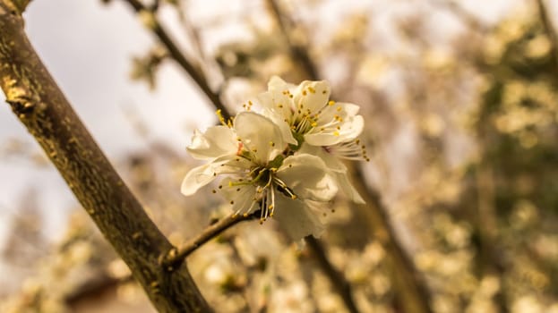 cherry blossoms on the branches of a cherry tree. dreamy, delicate petals that bloom in spring
