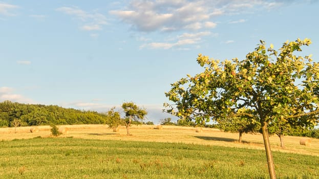 Apple trees in a meadow in front of a field on which straw bales. Landscape photo from Saarland. Harvest time in agriculture