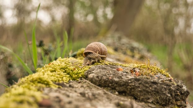A snail crawling on a plant. Leisurely it crawls forward. The invertebrate was taken as a macro