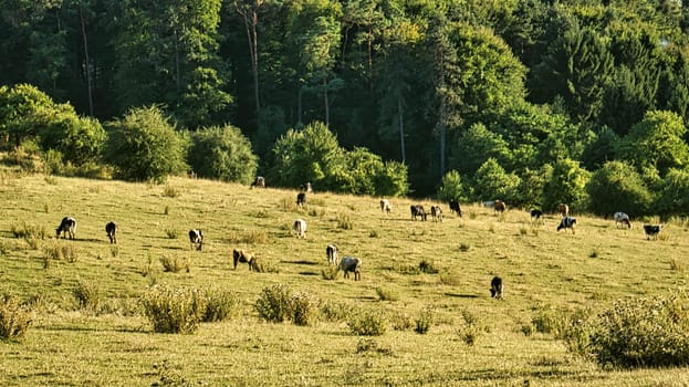 Herd of cows in a meadow. Brown farm animals lying relaxed in the grass while chewing the cud. Animal photography in summer.