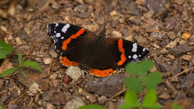 Admiral butterfly on the forest floor. Rare insect with bright colors. Relaxing while sunbathing. Macro animal photo