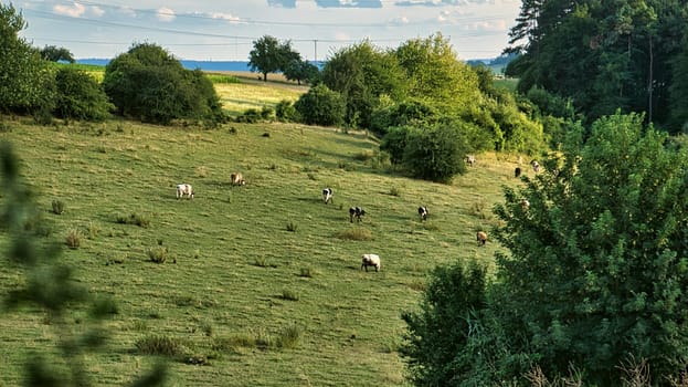 Herd of cows in a meadow. Brown farm animals lying relaxed in the grass while chewing the cud. Animal photography in summer.