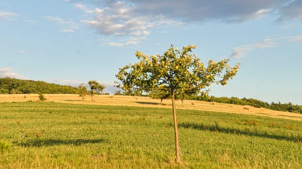 Apple trees in a meadow in front of a field on which straw bales. Landscape photo from Saarland. Harvest time in agriculture