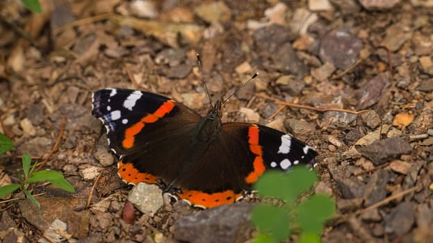 Admiral butterfly on the forest floor. Rare insect with bright colors. Relaxing while sunbathing. Macro animal photo