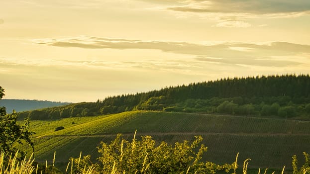 Vineyards in rich colors. The vines with the grapes are ripe. These are taken for consumption or you make wine from them to enjoy.