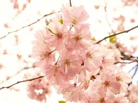 Cherry blossoms in the britzer garden in Berlin. In spring these beautiful looking flowers bloom in full splendor