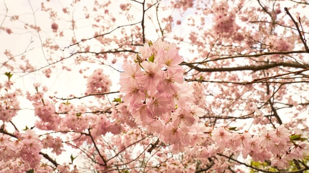 Cherry blossoms in the park in Berlin. In spring these beautiful looking flowers bloom in full splendor