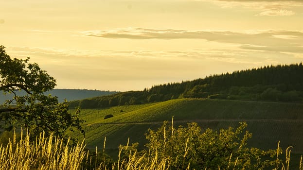Vineyards in rich colors. The vines with the grapes are ripe. These are taken for consumption or you make wine from them to enjoy.