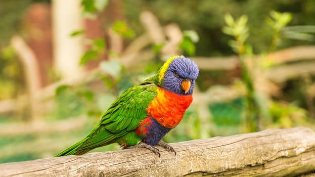 Lorikeet also called Lori for short, are parrot-like birds in colorful plumage. They are very curious and beautiful to look at