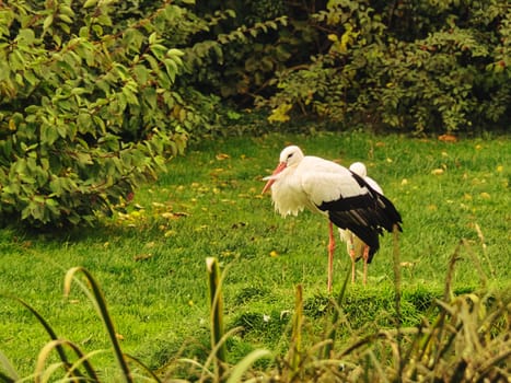 storks on a grass meadow. elegant in black and white plumage. this migratory bird is a welcome guest in germany
