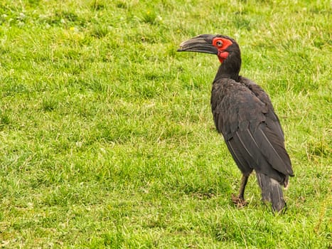 An African horned raven at Marlow Bird Park. The corvid is very intimate