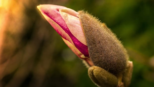 Magnolia bud individually depicted in sunlight. Romantic flower that blooms only briefly in the year.
