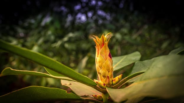 close up of a blossom of a beautiful flower. detailed single shot. Colorful and unique as nature is