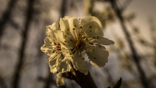 cherry blossoms on the branches of a cherry tree. dreamy, delicate petals that bloom in spring