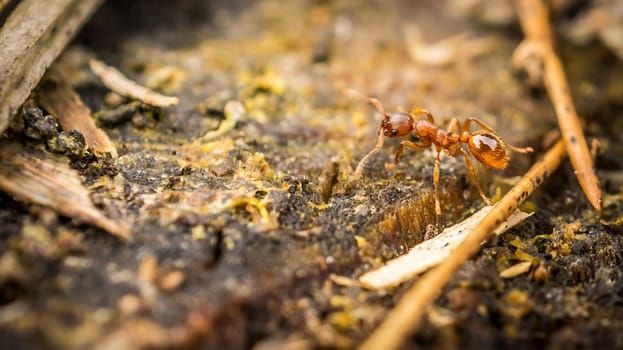 Ant collecting food in close up . the small industrious insects are very nimble