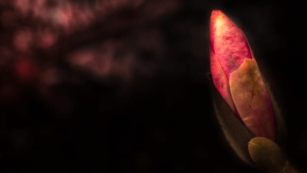 Magnolia bud individually depicted in sunlight. Romantic flower that blooms only briefly in the year.