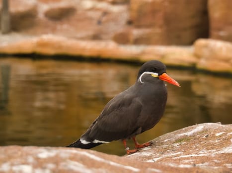 the inka tern is a seabird with gray plumage and red beak with a wise head feather. it lives on the ocean