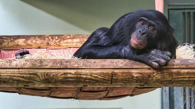 chimpanzee from the berlin zoo, lying down he observes the surroundings. he seems to be a bit tired or bored