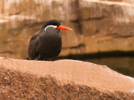 the inka tern is a seabird with gray plumage and red beak with a wise head feather. it lives on the ocean