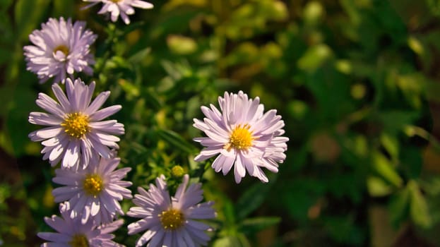 Daisy field with much bokeh on a meadow. Many flowers in ground view . Delicate colors in nature