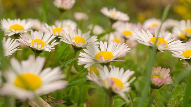 Daisy field with much bokeh on a meadow. Many flowers in ground view . Delicate colors in nature