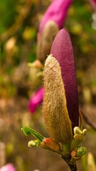 Magnolia trees are a true splendor in the flowering season. An eye-catcher in the landscape. Flowers photo from nature