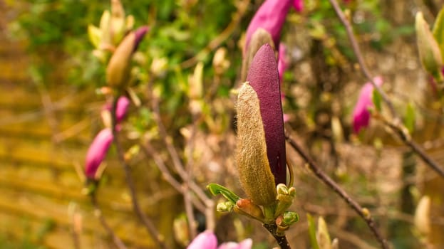 Magnolia trees are a true splendor in the flowering season. An eye-catcher in the landscape. Flowers photo from nature