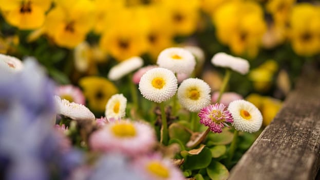 spring flowers in different varieties decoratively planted. powerful colors shine from the bed. spring gifts for the soul