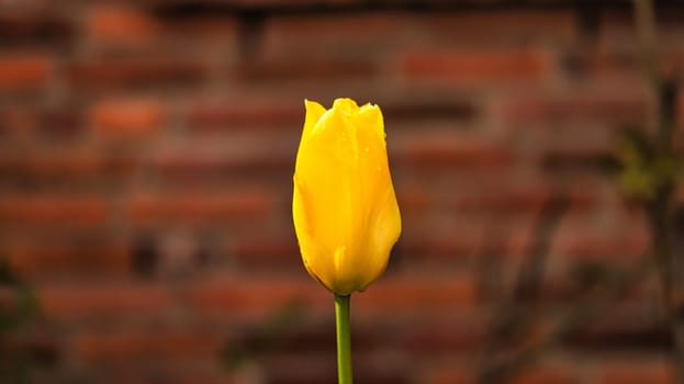 Yellow Tulip cropped and shot with bokeh on a meadow in spring. Dreamy and romantic shot of early bloomer flower